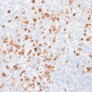 IHC of human tonsil stained with IGHG Mouse Recombinant Monoclonal Antibody AE00127