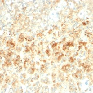 IHC of human adrenal gland stained with PLIN2 Rabbit Recombinant Monoclonal Antibody AE00152
