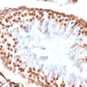 IHC of rat testis stained with WT1 Rabbit Recombinant Monoclonal Antibody AE00153