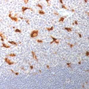 IHC of human tonsil stained with CD68 Mouse Monoclonal Antibody AE00157