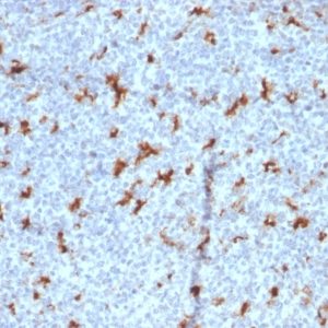 IHC of human tonsil stained with CD68 Mouse Monoclonal Antibody AE00161