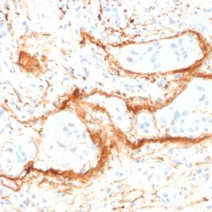IHC of human small intestine stained with Elastin Mouse Monoclonal Antibody AE00168