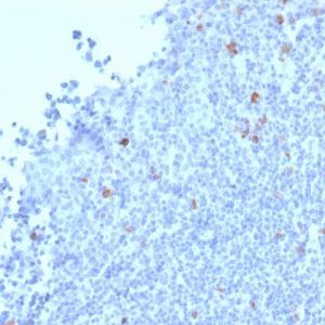 IHC of human tonsil stained with Granzyme B Mouse Monoclonal Antibody AE00181