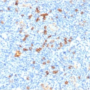 IHC of human tonsil stained with CD123 Mouse Monoclonal Antibody AE00182