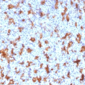 IHC of human tonsil stained with CD11c Mouse Monoclonal Antibody AE00184