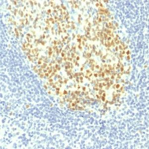 IHC of human tonsil stained with MCM7 Mouse Monoclonal Antibody AE00188
