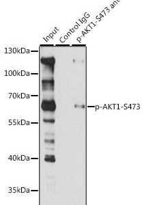 IP from Jurkat, WB stained with AKT1-pS473 Rabbit Phospho-Specific Polyclonal Antibody AE00208
