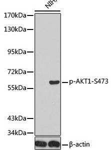 WB of NIH3T3 stained with AKT1-pS473 Rabbit Phospho-Specific Polyclonal Antibody AE00207