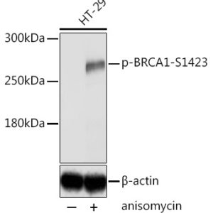 WB of HT29 stained with BRCA1-pS1423 Rabbit Phospho-Specific Polyclonal Antibody AE00209