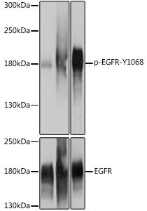 WB of HeLa stained with EGFR-pY1068 Rabbit Phospho-Specific Polyclonal Antibody AE00210