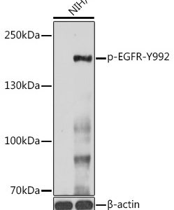 WB of NIH3T3 stained with EGFR-pY992 Rabbit Phospho-Specific Polyclonal Antibody AE00213