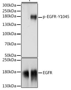 WB of A431 stained with EGFR-pY1045 Rabbit Phospho-Specific Polyclonal Antibody AE00215
