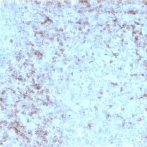 IHC of human spleen stained with CD3e Mouse Recombinant Monoclonal Antibody AE00243