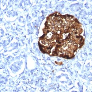 IHC of human pancreas stained with CHGA Rabbit Recombinant Monoclonal Antibody AE00245