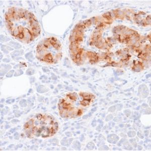 IHC of human pancreas stained with CHGA Rabbit Recombinant Monoclonal Antibody AE00246