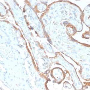 IHC of human placenta stained with EGFR Rabbit Recombinant Monoclonal Antibody AE00248