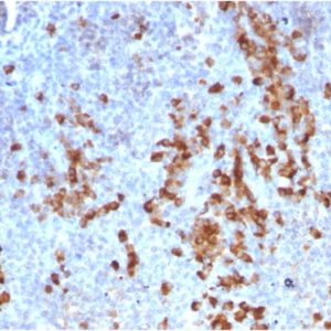 IHC of human tonsil stained with IGKC Mouse Recombinant Monoclonal Antibody AE00249