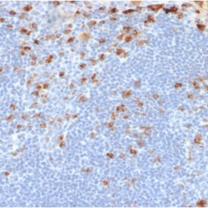 IHC of human tonsil stained with IGKC Mouse Recombinant Monoclonal Antibody AE00250