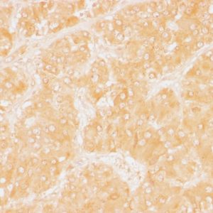 IHC of human adrenal gland stained with PLIN2 Mouse Monoclonal Antibody AE00258