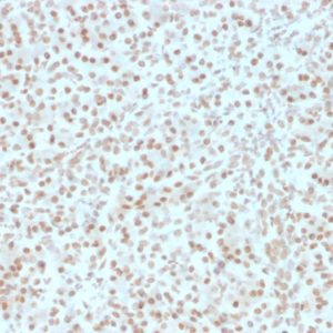 IHC of human pancreas stained with AKT1 Mouse Monoclonal Antibody AE00259