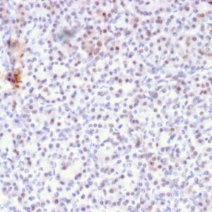 IHC of human pancreas stained with AKT1 Mouse Monoclonal Antibody AE00260