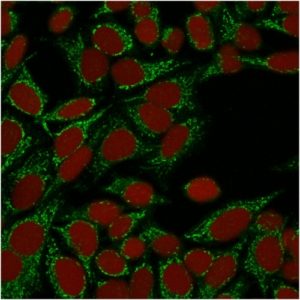 ICC of HeLa stained with Gal-1 mouse Monoclonal Antibody AE00283