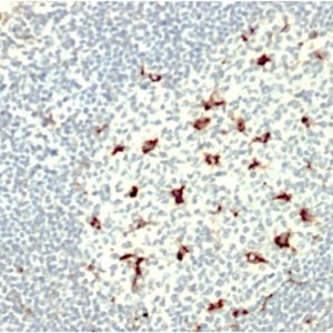 IHC of human tonsil stained with CD68 Mouse Monoclonal Antibody AE00263