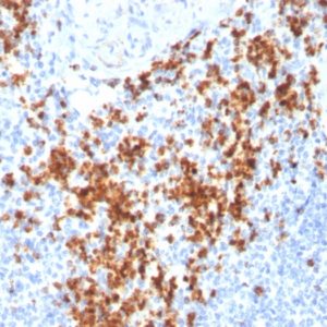 IHC of human spleen stained with Granzyme B Mouse Monoclonal Antibody AE00276