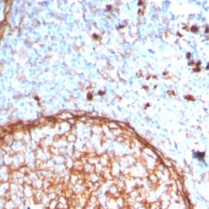 IHC of human tonsil stained with CD11b Mouse Monoclonal Antibody AE00278