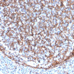 IHC of human tonsil stained with CD11b Mouse Monoclonal Antibody AE00279