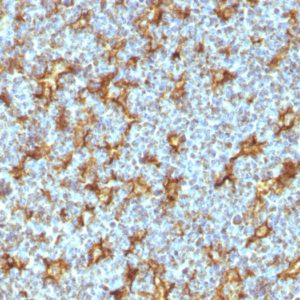 IHC of human tonsil stained with CD11c Mouse Monoclonal Antibody AE00280