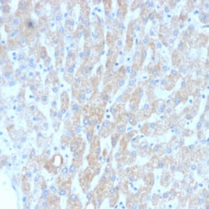 IHC of human liver stained with HSP60 Mouse Recombinant Monoclonal Antibody AE00139