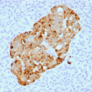IHC of human pancreas stained with CHGA Rabbit Recombinant Monoclonal Antibody AE00112