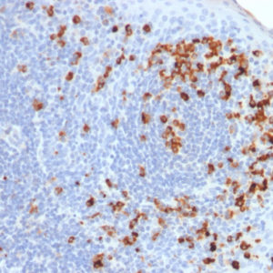 IHC of human tonsil stained with IGKC Mouse Recombinant Monoclonal Antibody AE00115