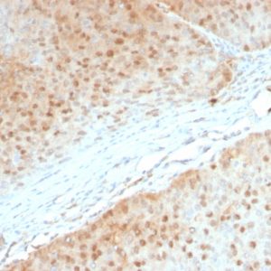 IHC of human pancreas stained with AKT1 Mouse Monoclonal Antibody AE00130
