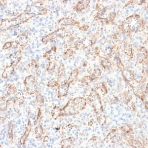 IHC of human spleen stained with TNFSF15 Mouse Recombinant Monoclonal Antibody AE00137