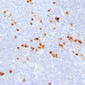 IHC of human tonsil stained with IGHG Rabbit Recombinant Monoclonal Antibody AE00127