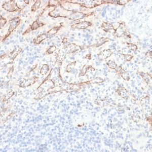 IHC of human spleen stained with TNFSF15 Rabbit Recombinant Monoclonal Antibody AE00145
