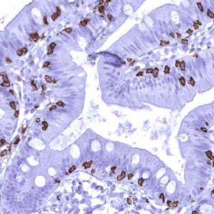 IHC of human duodenum stained with CD8a Rabbit Recombinant Antibody AE00353