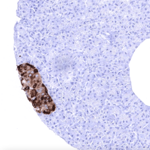 IHC of pancreas stained with CHGA Rabbit Recombinant Antibody AE00359
