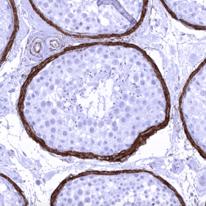 IHC of testis stained with Elastin Rabbit Recombinant Antibody AE00366